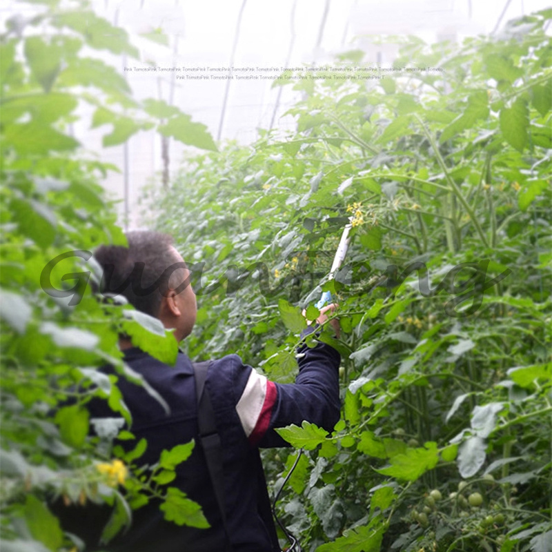 Máquina de Polinização Elétric - Agriculture Tomato Farming avaliação e preço