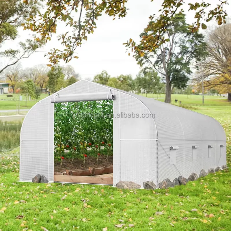 Estufa Agrícola de Plástico pa - Agriculture Tomato Farming avaliação e preço