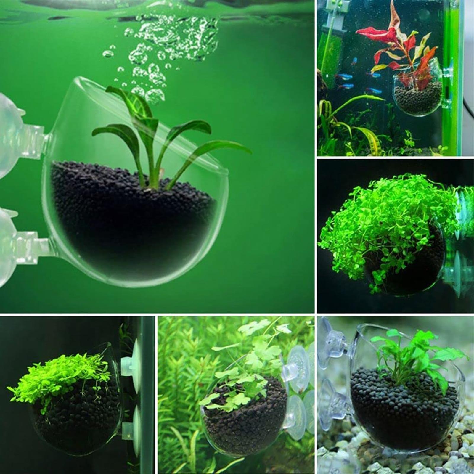 Vaso de Planta Aquática em Acr - Plant Growth Regulator avaliação e preço